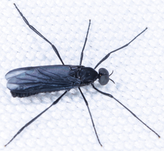 Penthetria heteroptera