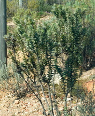 Gomphocarpus cancellatus