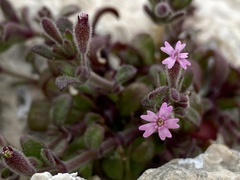 Silene sedoides