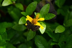 Staphylus hayhurstii