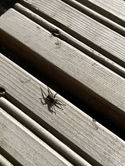 Dolomedes fimbriatus