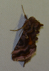Autographa pulchrina