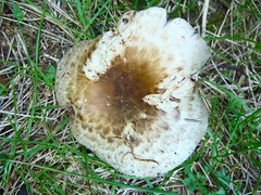 Agaricus brunneolus