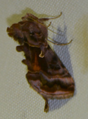 Autographa pulchrina