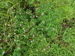 Mentha × piperita