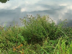 Mentha × piperita