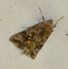 Autographa pulchrina