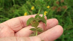 Mentha × piperita