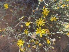 Senecio flaccidus