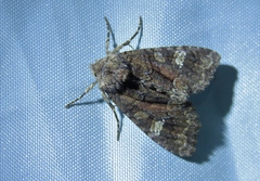 Fishia illocata
