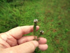 Mentha × piperita