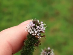 Mentha × piperita