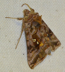 Autographa pulchrina