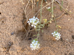 Dimorphocarpa wislizeni