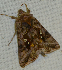 Autographa pulchrina