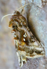 Autographa pulchrina