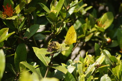 Phoebis neocypris
