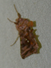 Autographa pulchrina