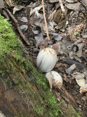 Coprinopsis romagnesiana
