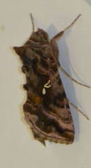 Autographa pulchrina
