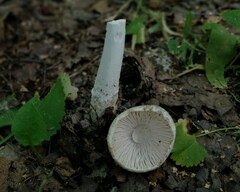 Amanita virosa