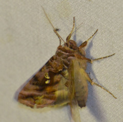 Autographa pulchrina
