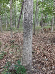 Aleurodiscus oakesii