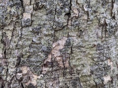 Aleurodiscus oakesii