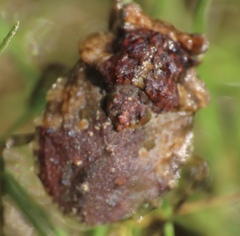 Gelastocoris oculatus