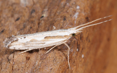 Plutella porrectella