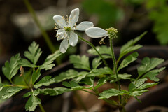 Anemonoides amurensis