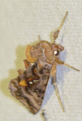 Autographa pulchrina