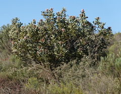 Protea laurifolia