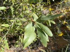 Populus angustifolia