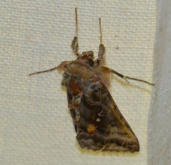 Autographa pulchrina