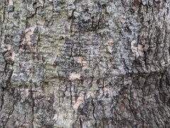 Aleurodiscus oakesii