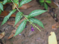Hanceola sinensis