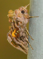 Autographa pulchrina