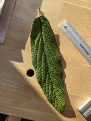 Viburnum rhytidophyllum