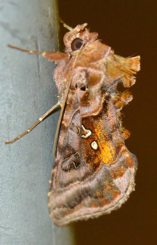 Beautiful Golden Y
