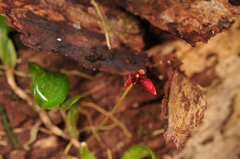 Bulbophyllum ngoyense