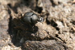 Onthophagus