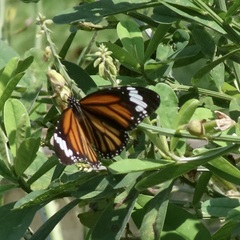 Danaus genutia