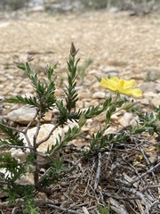 Fumana arabica