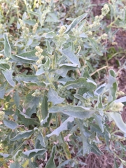 Atriplex glauca