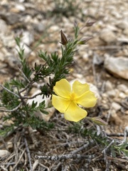 Fumana arabica