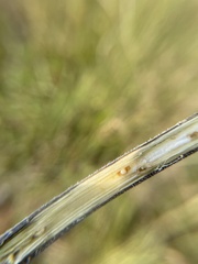 Antistrophus