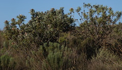 Protea laurifolia