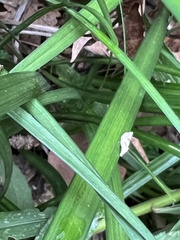 Bucculatrix coronatella