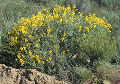 Calobota